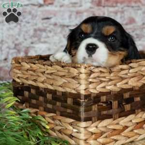 Harley, Cavalier King Charles Spaniel Puppy